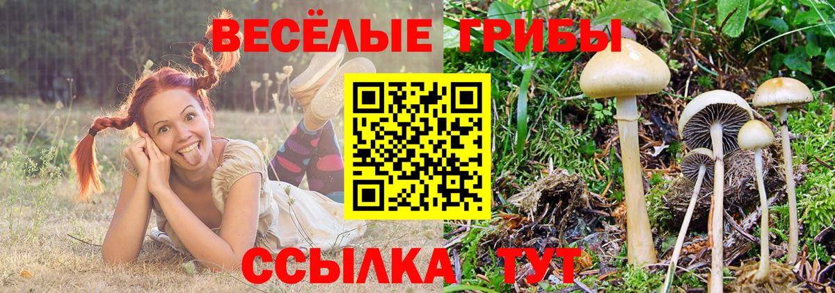 Сосновоборск  Псилоцибиновые грибы ЛСД  Вход с VPN  Галлюциногенные грибы Cubensis 